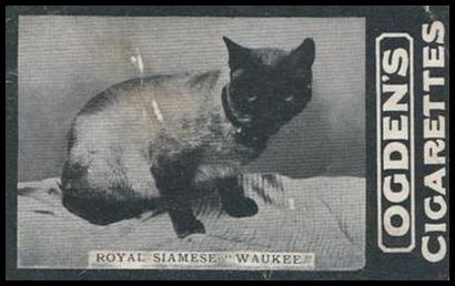 181 Royal Siamese Waukee